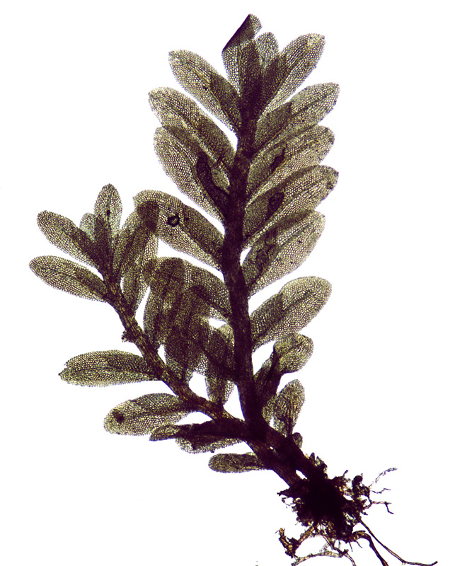 Fissidens obtusifolius
